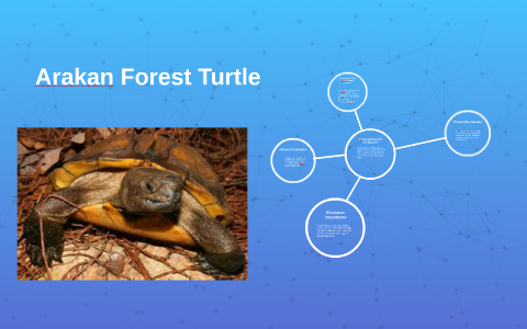 Arakan Forest Turtle by Dustin Bilski on Prezi