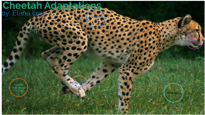 Cheetah Adaptations! by Elana Cera on Prezi