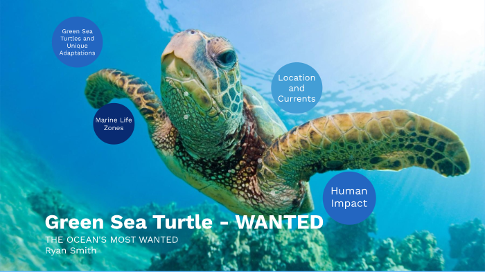 Green Sea Turtle by Ryan Smith on Prezi