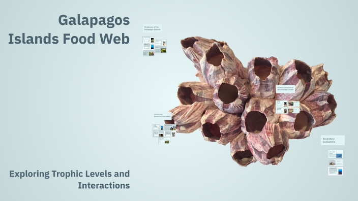 Galapagos Islands Food Web by Matias R on Prezi