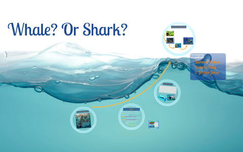 Whale Sharks by Kamron Wilson on Prezi