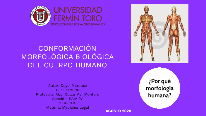 LA MORFOLOGÍA HUMANA By Deysi Marquez On Prezi