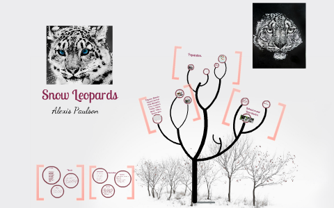 Snow Leopards By Alexis Paulson On Prezi