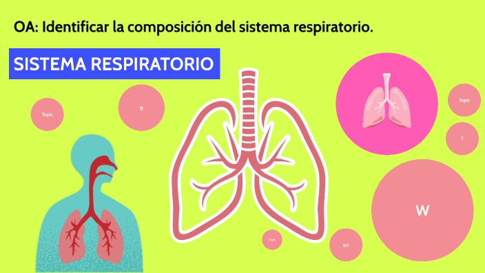 SISTEMA RESPIRATORIO by Bernarda Carolina Julio Parra on Prezi