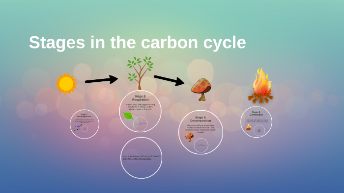 carbon cycle steps in order