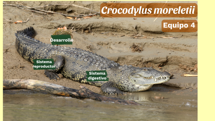 Desarrollo del cocodrilo by MARTIN GARCES MENDEZ