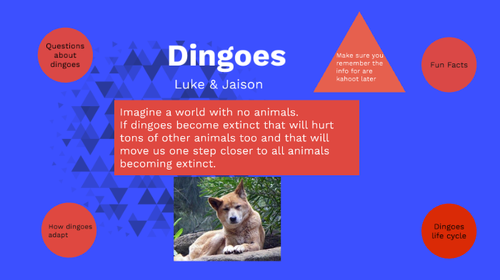 Dingo by Luke Greiner on Prezi