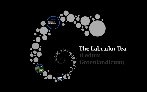 how does labrador tea adapt to the tundra