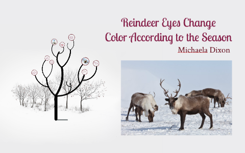 Reindeer Eyes Change Color By the Season by on Prezi