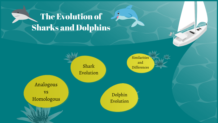 Sharks And Dolphins Shocking Evolutionary Secret Revealed - 6lsnxrs