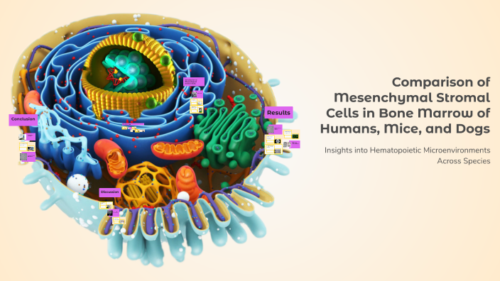 Comparison of Mesenchymal Stromal Cells in Bone Marrow of Humans, Mice ...