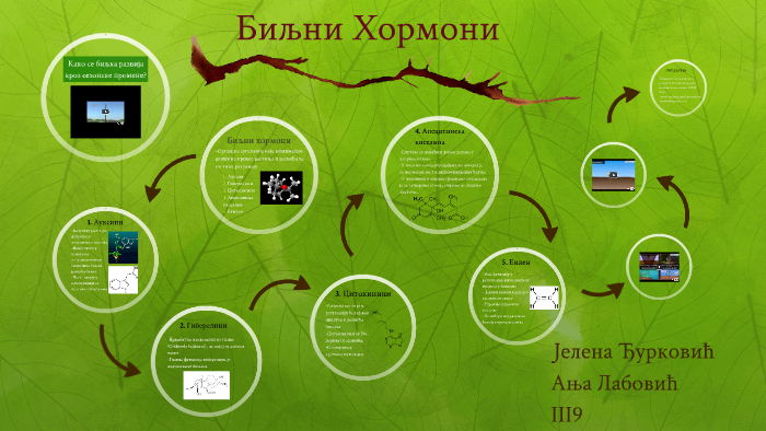 Биљни Хормони by Ања Лабовић