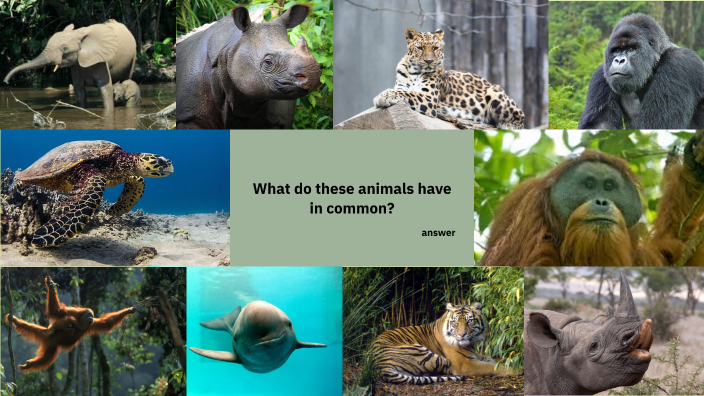 Endangered Species by megan roberts on Prezi