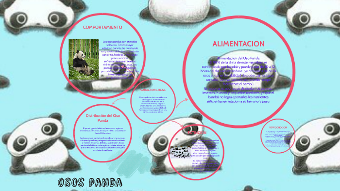 Osos Panda By Sophia Sanchez On Prezi