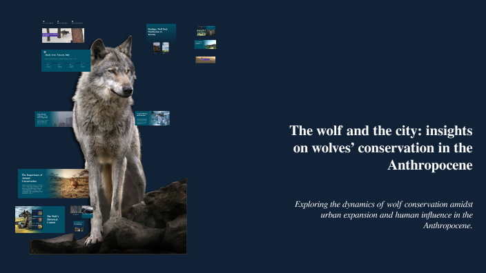 The wolf and the city: insights on wolves’ conservation in the ...