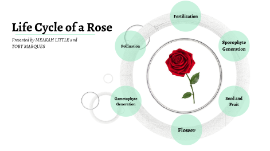 Life Cycle Of A Rose By Meakah Little