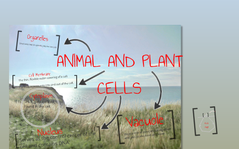 Animal and Plant Cells by Tanaya Matthews on Prezi