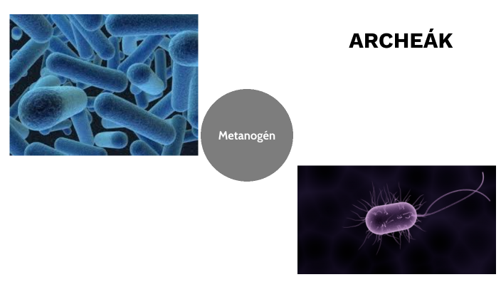METANOGÉN by Anna Görgényi on Prezi