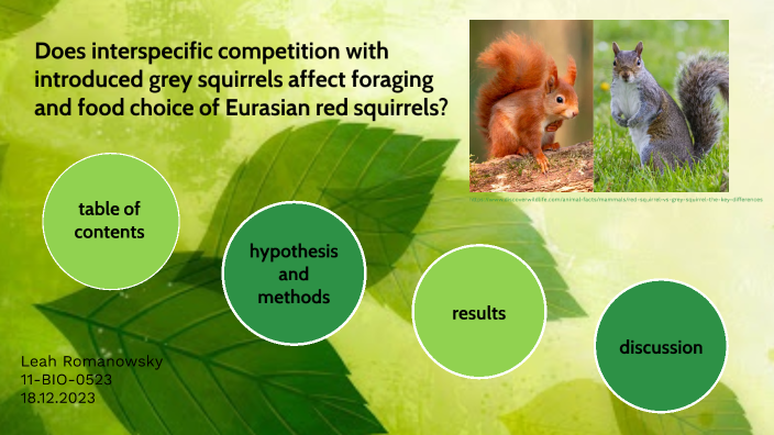 Does interspecific competition with introduced grey squirrels affect