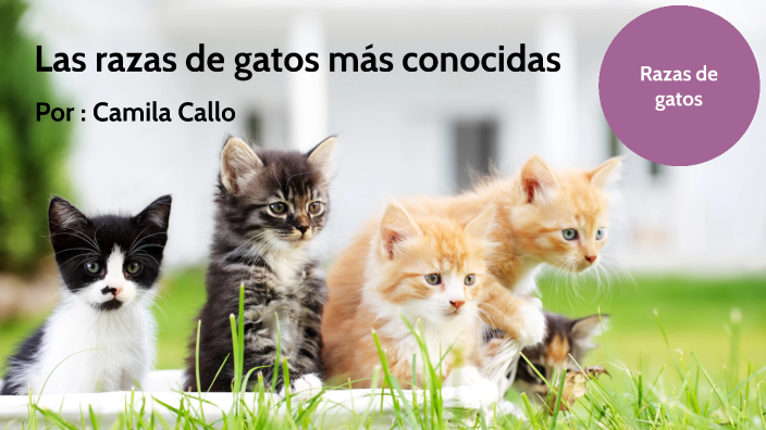 Las razas de gatos más conocidas by Camila callo vega on Prezi