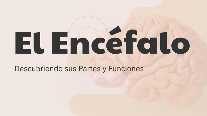 Estructura del Encéfalo by Amy Castro on Prezi