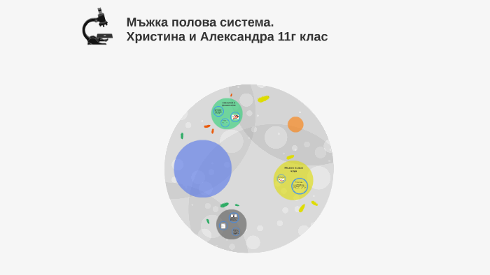 Мъжка полова система - анатомия и физиология. Христина и Але by ...