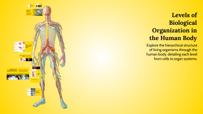 Levels of Biological Organization in the Human Body by Starla Kirschner ...