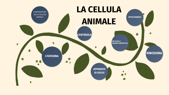 la cellula animale by Noemi Cappelli on Prezi