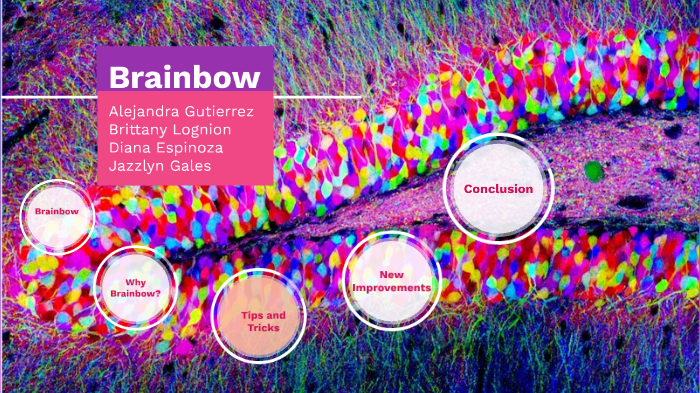 Brainbow New Resources And Emerging Biological Applications For