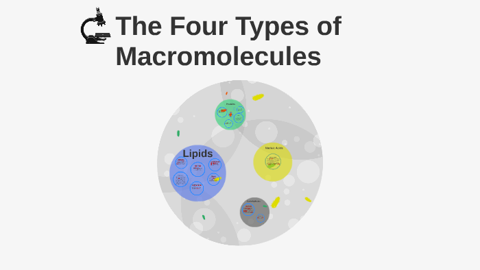 four macromolecules