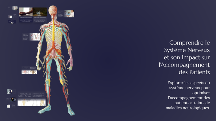 Comprendre le Système Nerveux et son Impact sur l'Accompagnement des ...