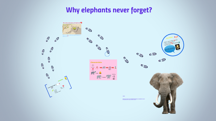 Why Elephants Never Forget By Karla Aguilar On Prezi