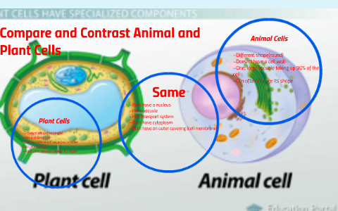 Compare and Contrast Animal and Plant Cells by Lorena Lopez