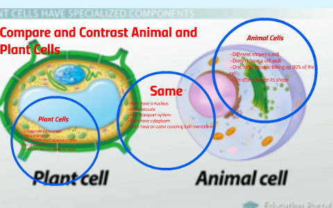 Featured image of post Plant Cell And Animal Cell Compare And Contrast / Get an answer for &#039;compare and contrast plant and animal cells.&#039; and find homework help for other science questions at enotes.