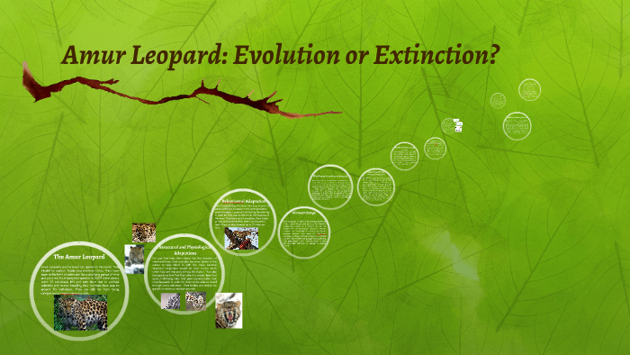 Amur Leopard: Evolution or Extinction? by Umaima Ahmad on Prezi