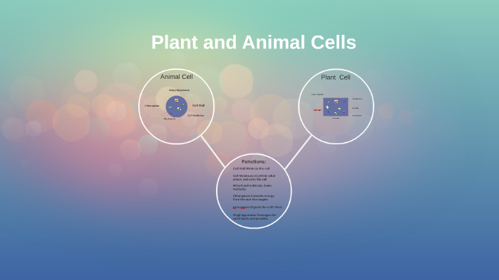 Plant and Animal Cells by Collin Hickman on Prezi