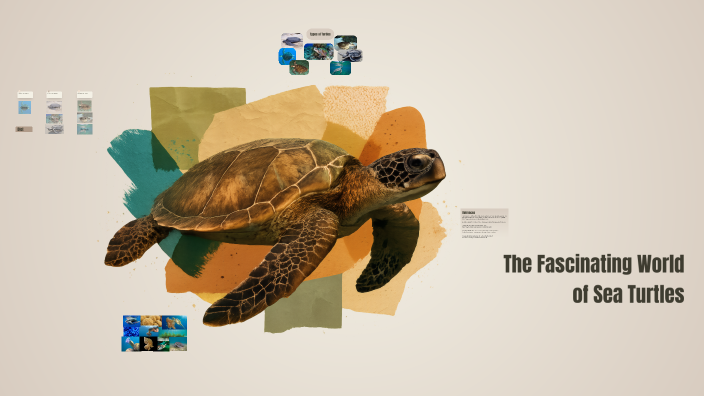 The Fascinating World of Turtles by Jahlizza Brown on Prezi
