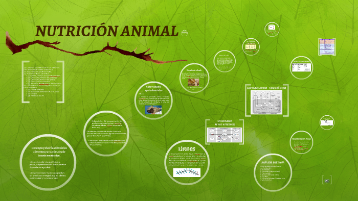 NUTRICIÓN ANIMAL UNIDAD II by Saira Flores on Prezi Next