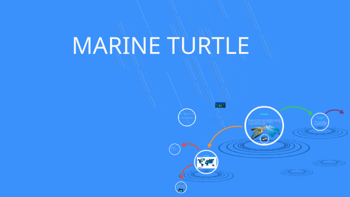 SEA TURTLE by Blanca Viñuales on Prezi