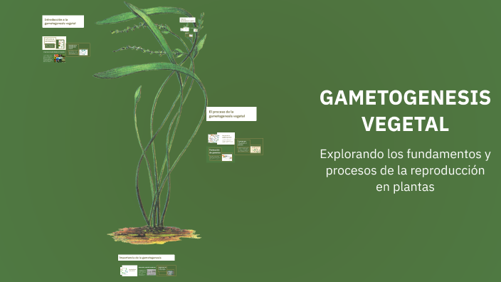 GAMETOGENESIS VEGETAL by Lizbeth Alvarado on Prezi
