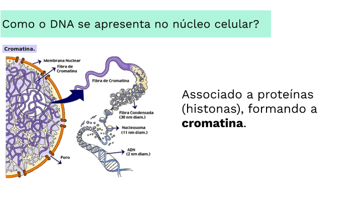 NÚCLEO E SINTESE PROTÉICA by Paulo S Silva on Prezi