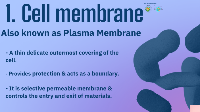 what is the primary function of the cell membrane class 9