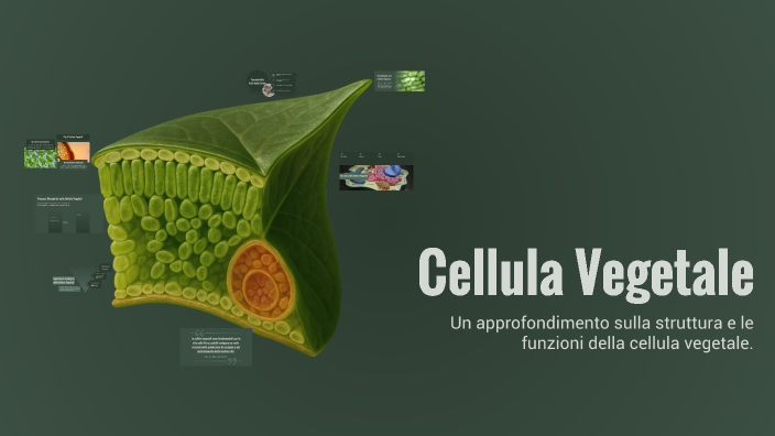 Cellula Vegetale by Francesco Raiola on Prezi