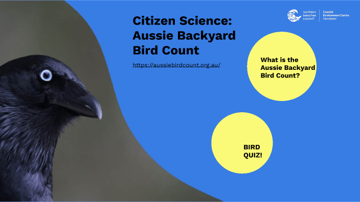 Aussie Backyard Bird Count By Tristan Stclare On Prezi