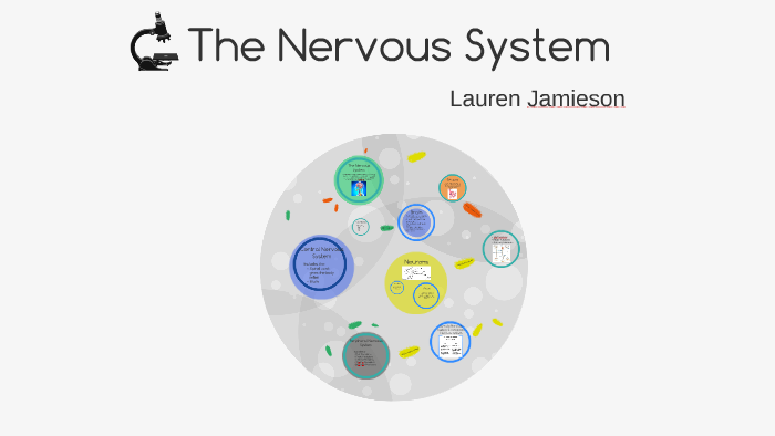 The Nervous System by on Prezi