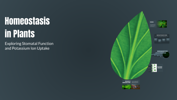 Homeostasis in Plants by TAMIA MARWA on Prezi