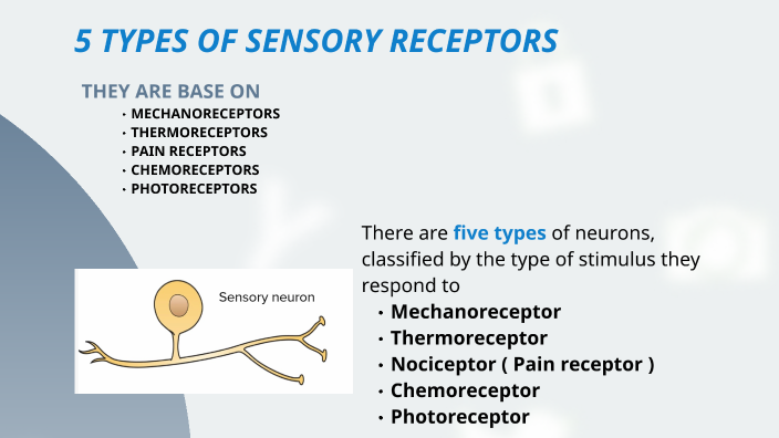 Sensory Receptors by Samah Moustafa Biology Diagrams
