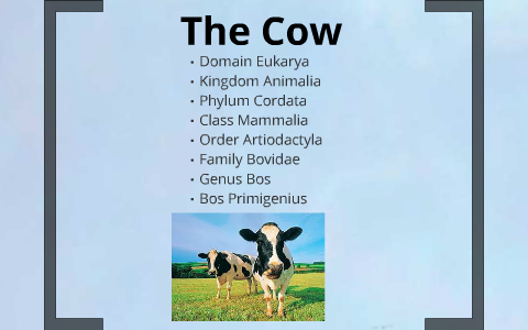 Animal Classification Project by Mitchell Jenkins