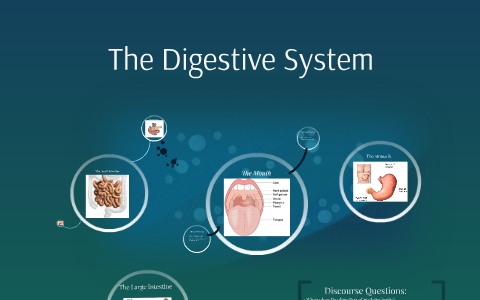 The Digestive System by Caroline Rothermel on Prezi
