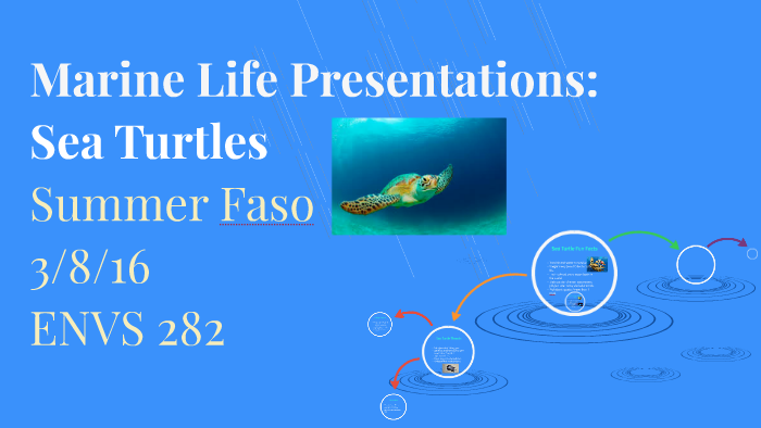 Marine Life Presentations: Sea Turtles by Summer Faso on Prezi